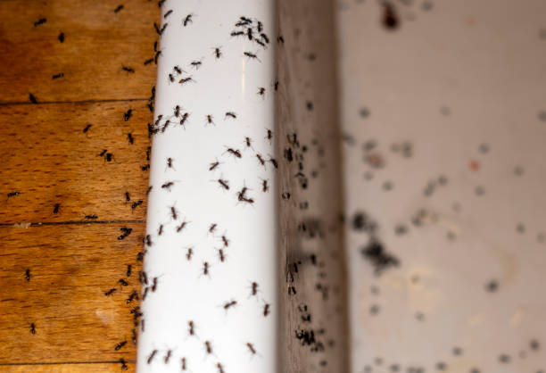 Best Cockroach Control Services  in Dickson, OK