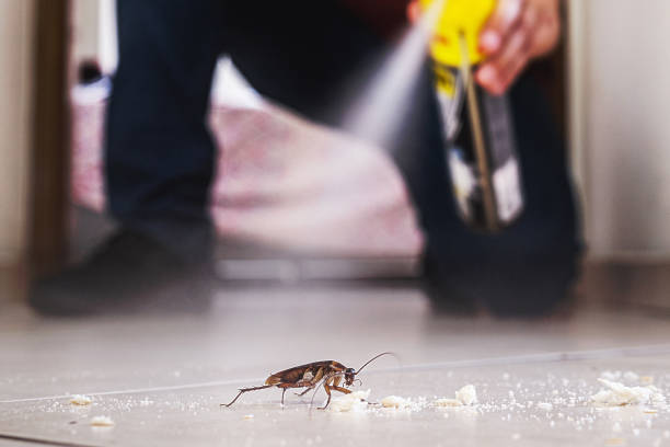Best Rat Extermination Near Me  in Dickson, OK